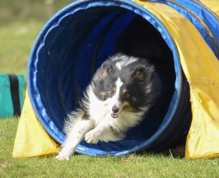 Jean Tuck's sheltie 'Zac' running out of a tunnel