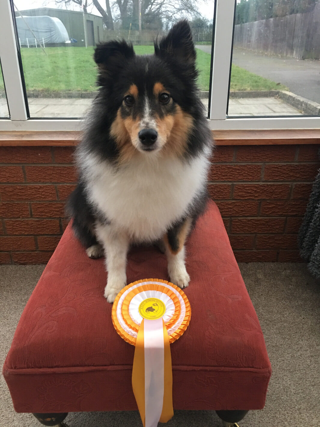 The shetland sheepdog Hazel sits on a footstool behind her rosette for 3rd place at Grade 7 in the Agility League