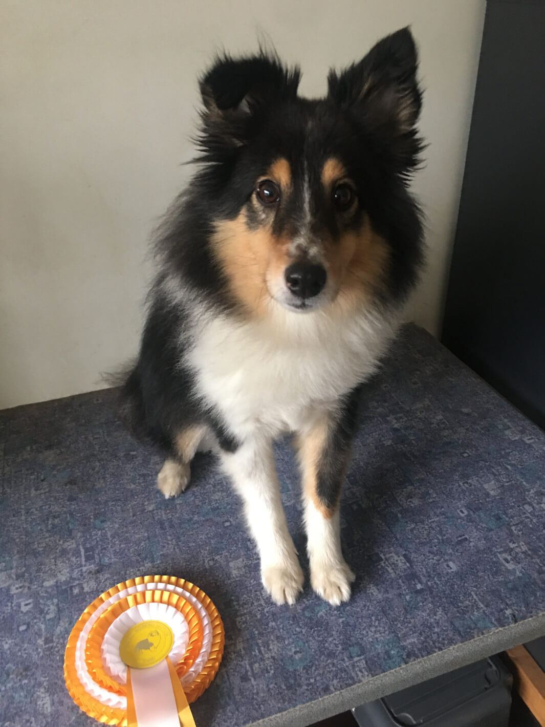 The Sheltie Hazel sits next to her league rosette