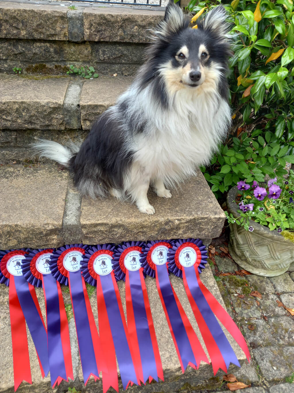 Tig the Shetland Sheepdog sitting on a stone step behind seven 1st place rosettes